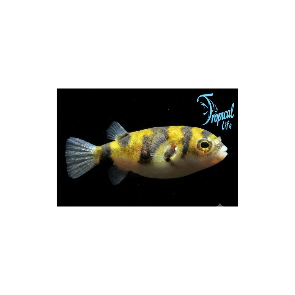 pesce palla acqua dolce colomesus asellus south american puffer in acquario su tropicallife.it