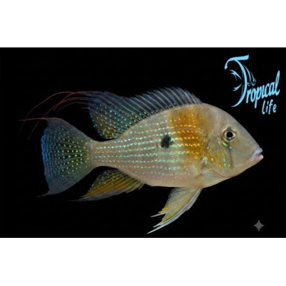 pesce ciclide sudamericano acarichthys heckelii con filamenti rossi in acquario amazzonico su tropicallife.it