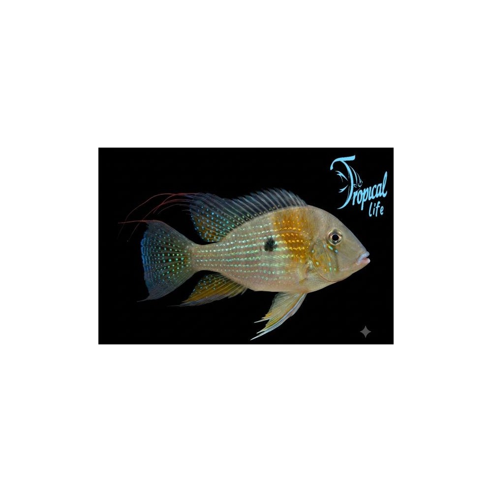 pesce ciclide sudamericano acarichthys heckelii con filamenti rossi in acquario amazzonico su tropicallife.it
