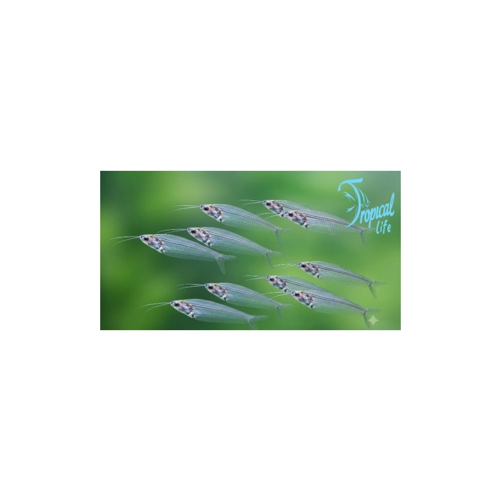 Kryptopterus vitreolus: Pesce Gatto di Vetro Online | Tropical Life