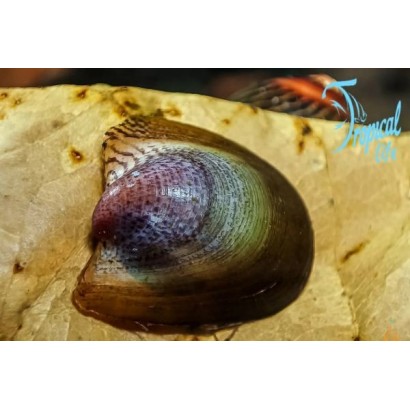 lumaca mangia alghe neritina auriculata batman snail su roccia in acquario su tropicallife.it