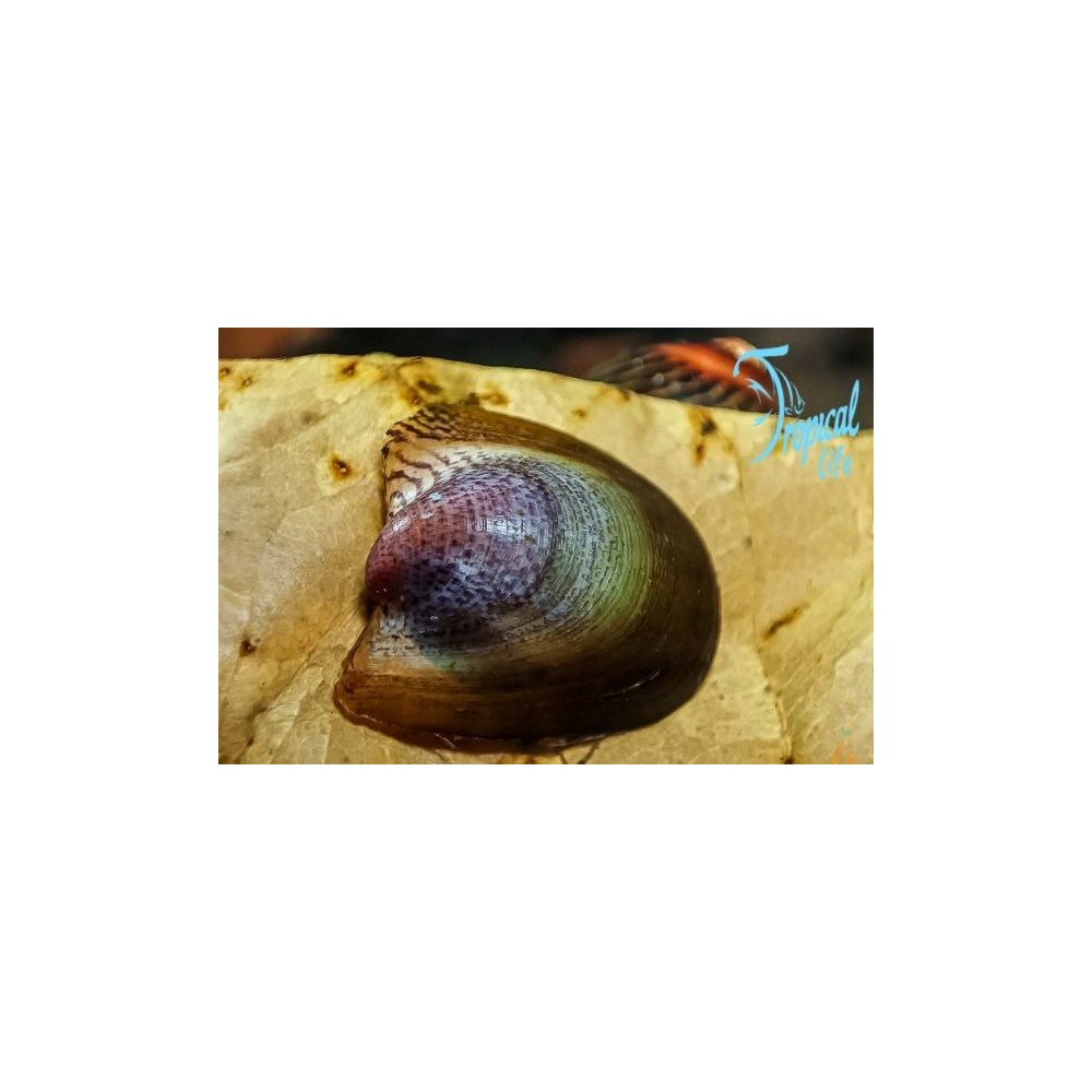 lumaca mangia alghe neritina auriculata batman snail su roccia in acquario su tropicallife.it