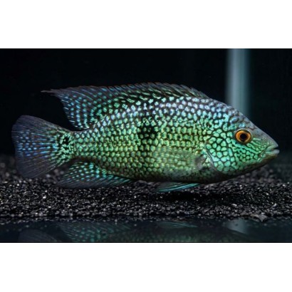 Herichthys carpintis: Ciclide del Texas Verde | Tropical Life