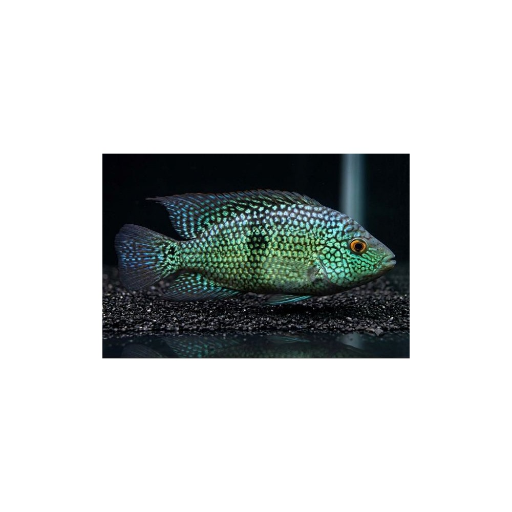 Herichthys carpintis: Ciclide del Texas Verde | Tropical Life