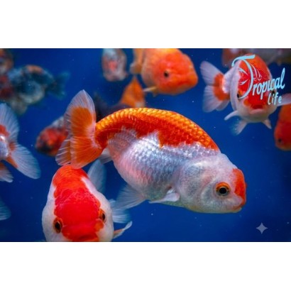 Ranchu red white in vendita su Tropical Life