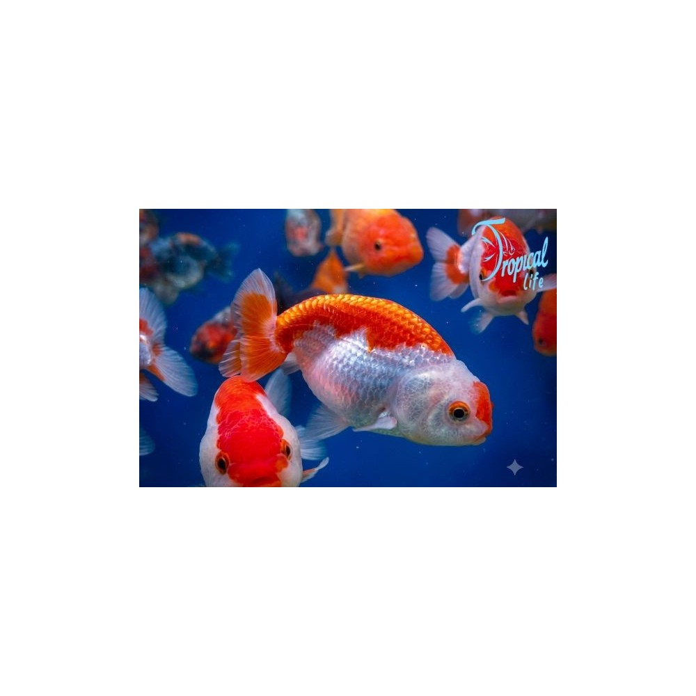 Ranchu red white in vendita su Tropical Life
