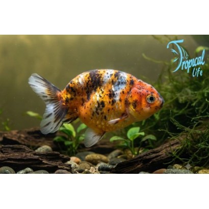 Esemplare di Ranchu Calico Carassius auratus multicolore senza pinna dorsale in vendita su Tropical Life