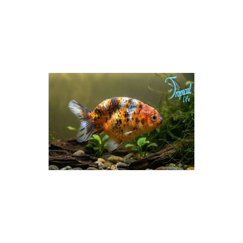 Esemplare di Ranchu Calico Carassius auratus multicolore senza pinna dorsale in vendita su Tropical Life