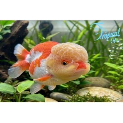 Testa di leone lionhead in vendita su Tropical Life