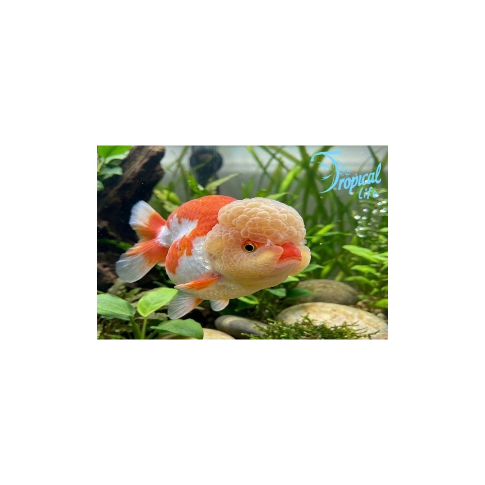 Testa di leone lionhead in vendita su Tropical Life