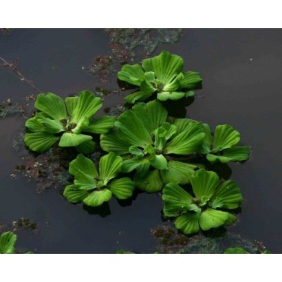 Pistia stratiotes (Lattuga d'acqua): Guida alla Pianta Galleggiante | Tropical Life