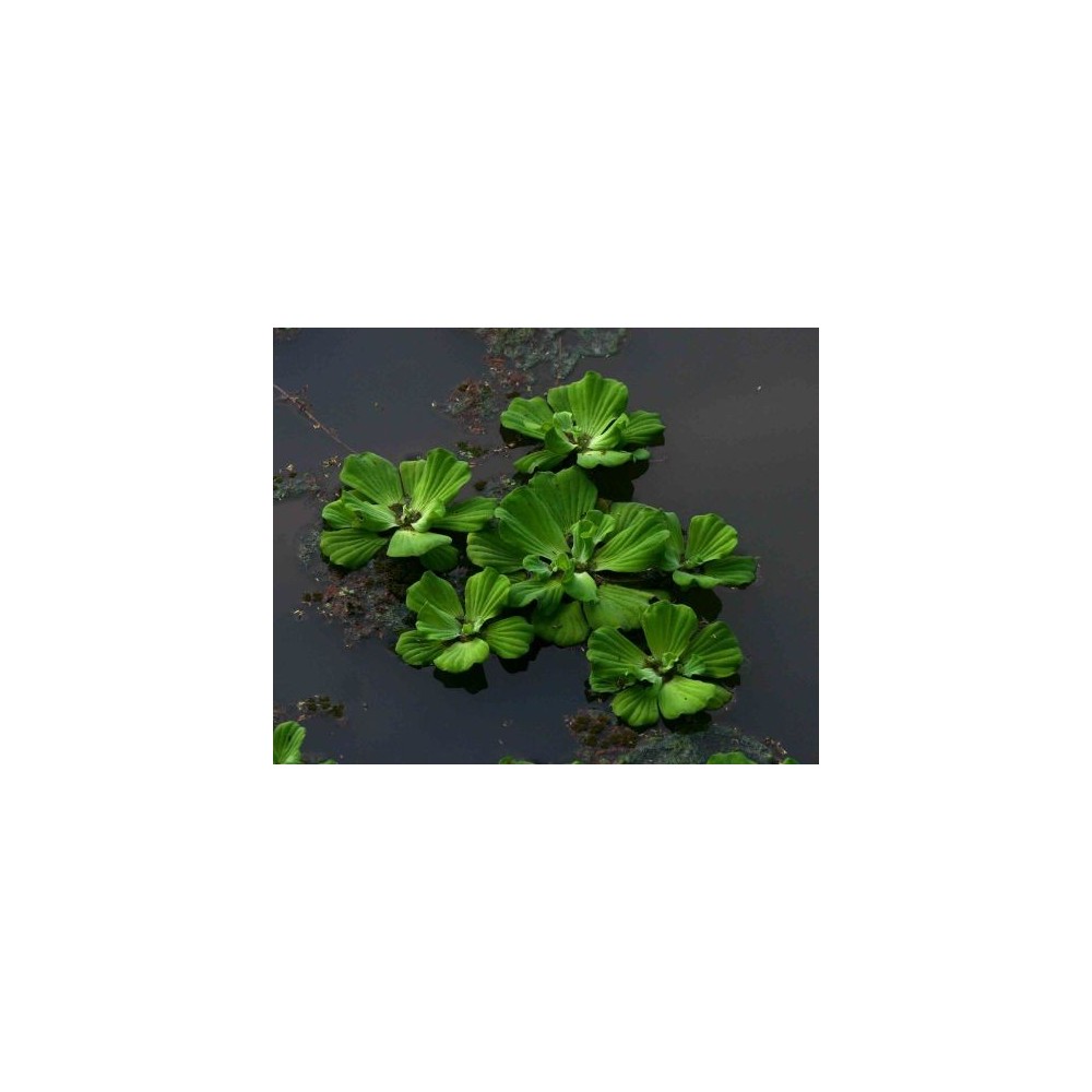 Pistia stratiotes (Lattuga d'acqua): Guida alla Pianta Galleggiante | Tropical Life