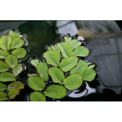 Pianta galleggiante Salvinia natans con foglie verdi vellutate e pelose che fluttua sulla superficie dell'acqua