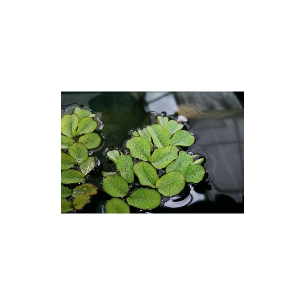 Pianta galleggiante Salvinia natans con foglie verdi vellutate e pelose che fluttua sulla superficie dell'acqua