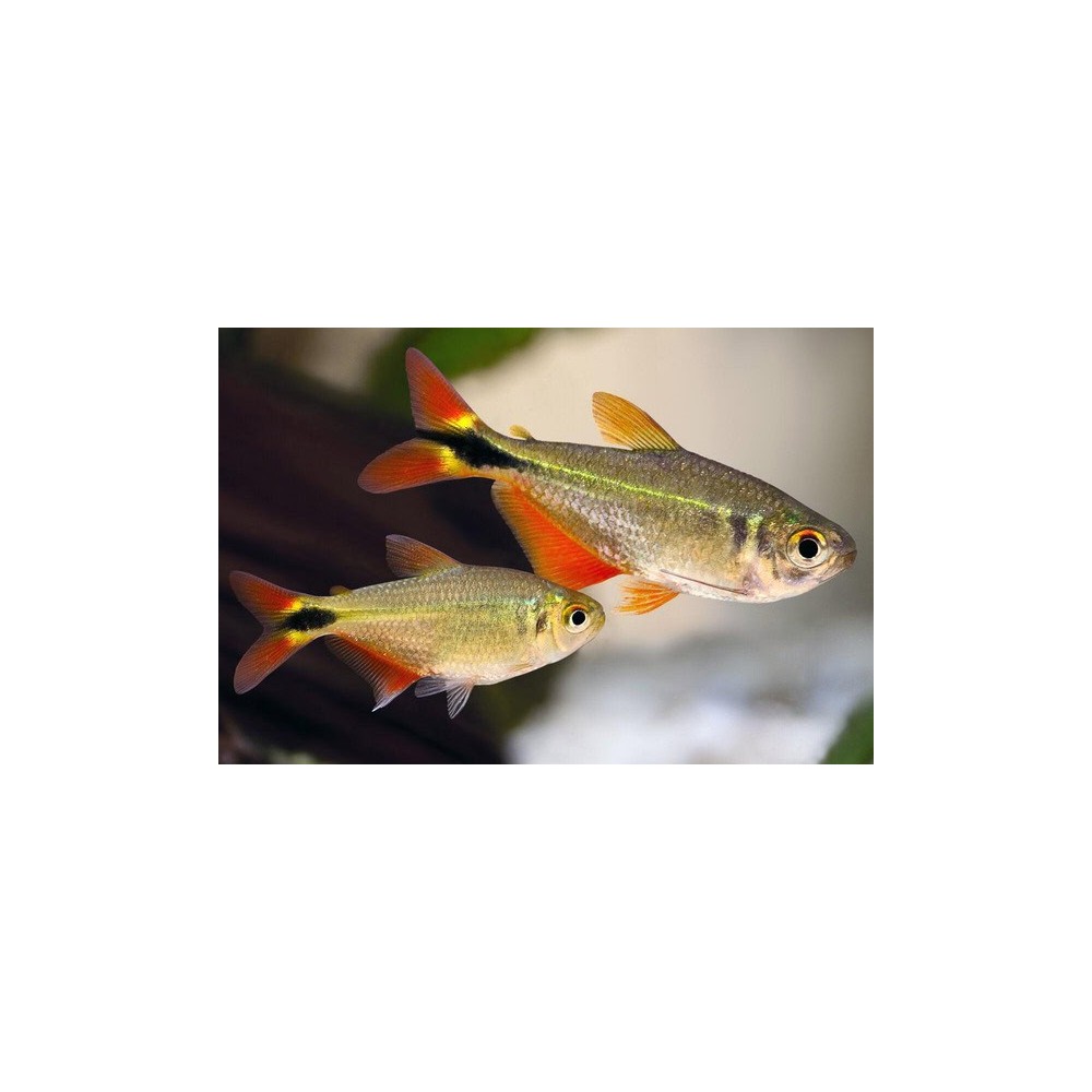 Psalidodon anisitsi - Tetra Pinne Rosse | Tropical Life