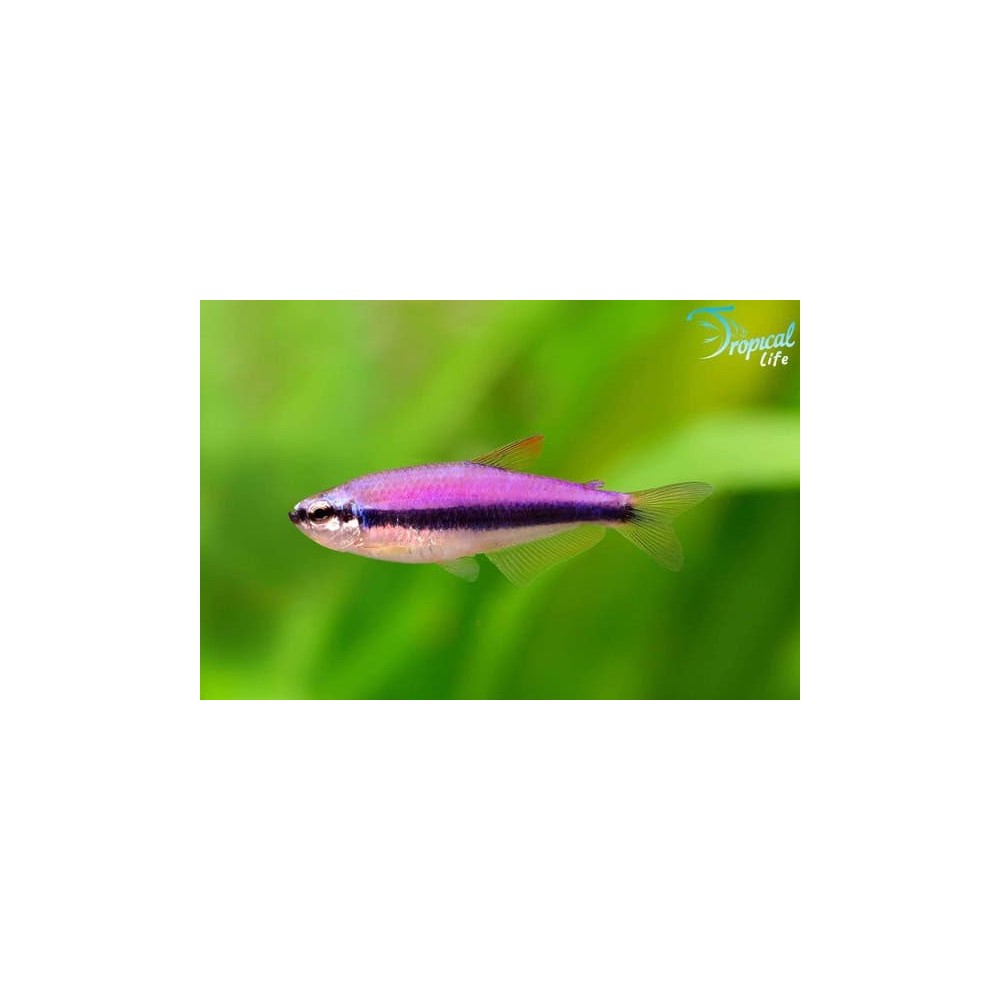Inpaichthys kerri - Tetra Reale Blu Online | Tropical Life