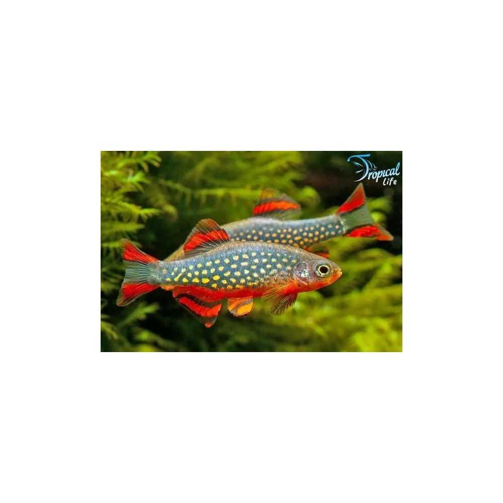 Esemplare di Danio margaritatus in vendita su Tropical Life