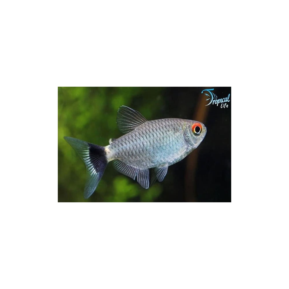Moenkhausia sanctaefilomenae - Tetra Occhio Rosso Online | Tropical Life
