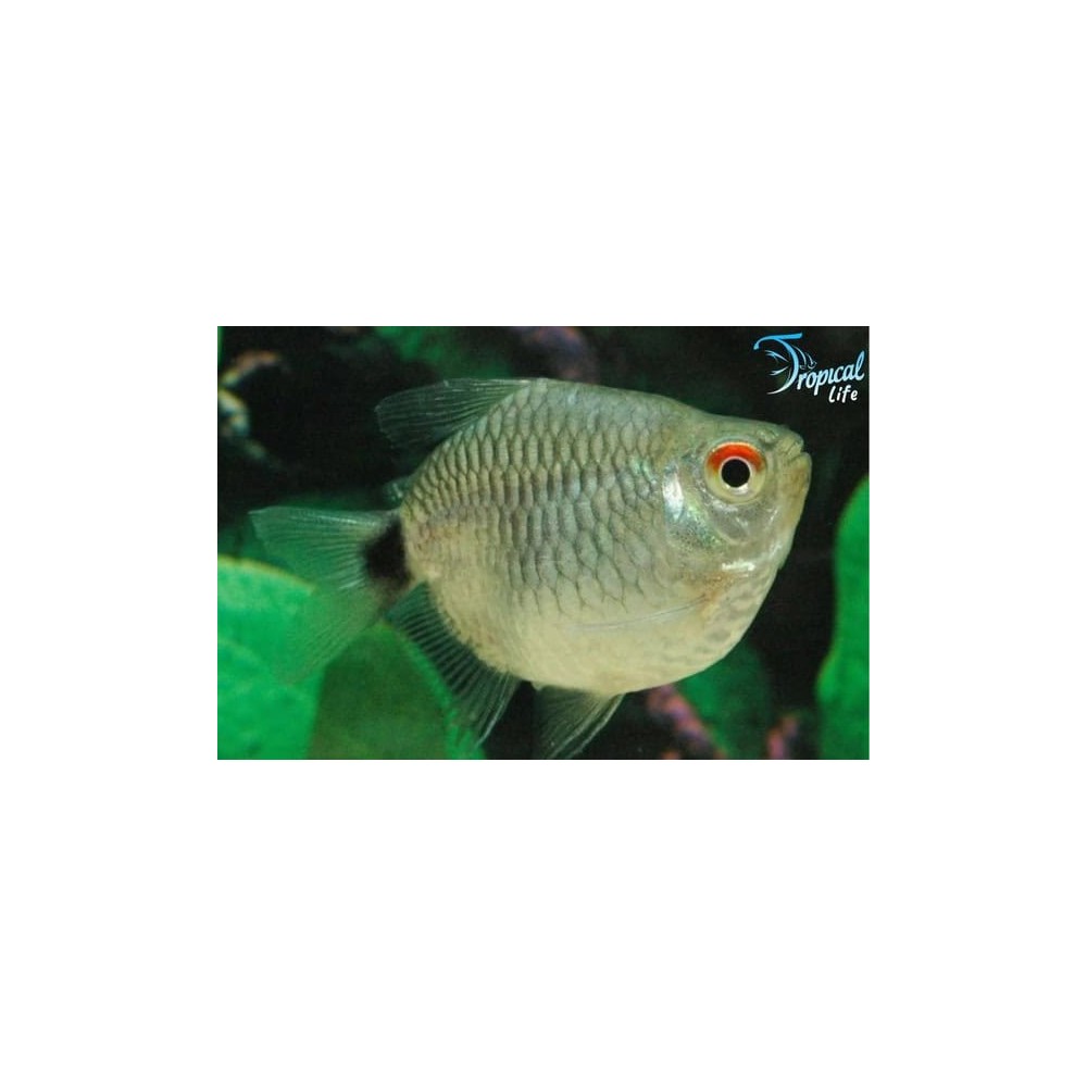 Moenkhausia sanctaefilomenae Balloon Online | Tropical Life