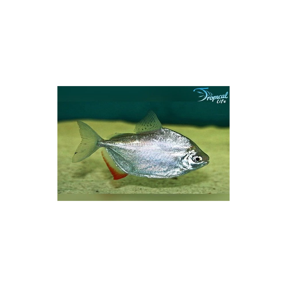 Esemplare di Metynnis hypsauchen in vendita su Tropical Life