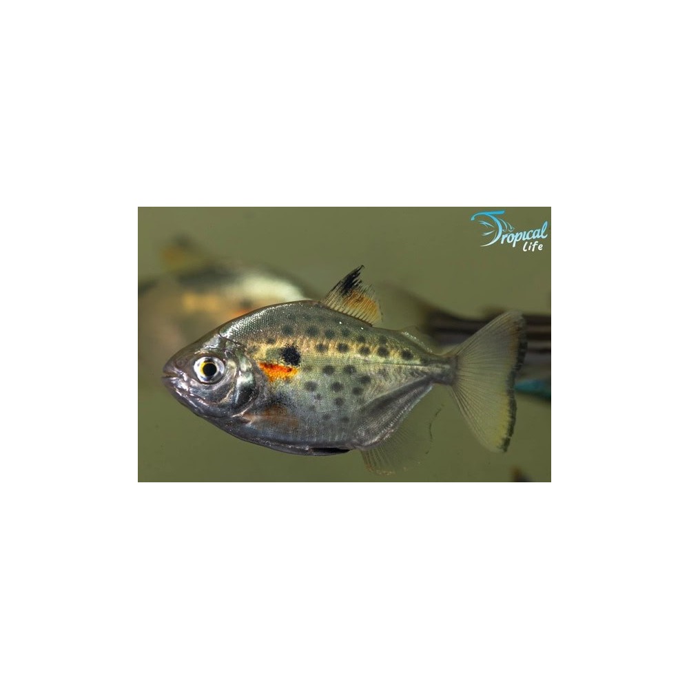 Esemplare di Metynnis maculatus in vendita su Tropical Life