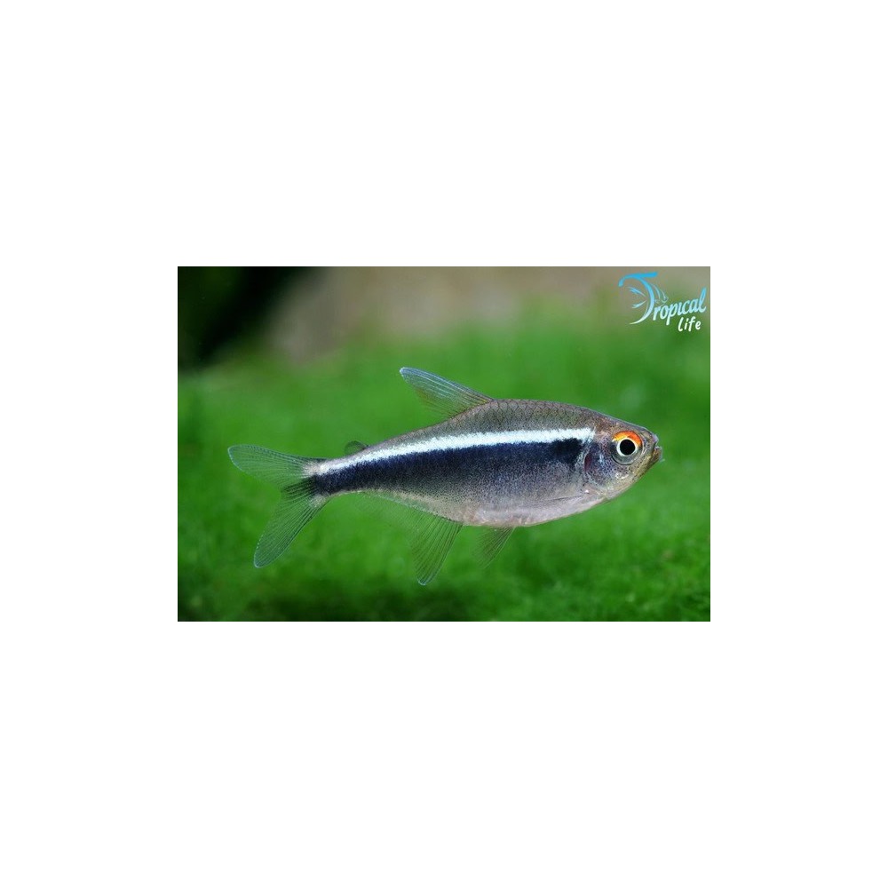 Esemplare di Hyphessobrycon herbertaxelrodi in vendita su Tropical Life