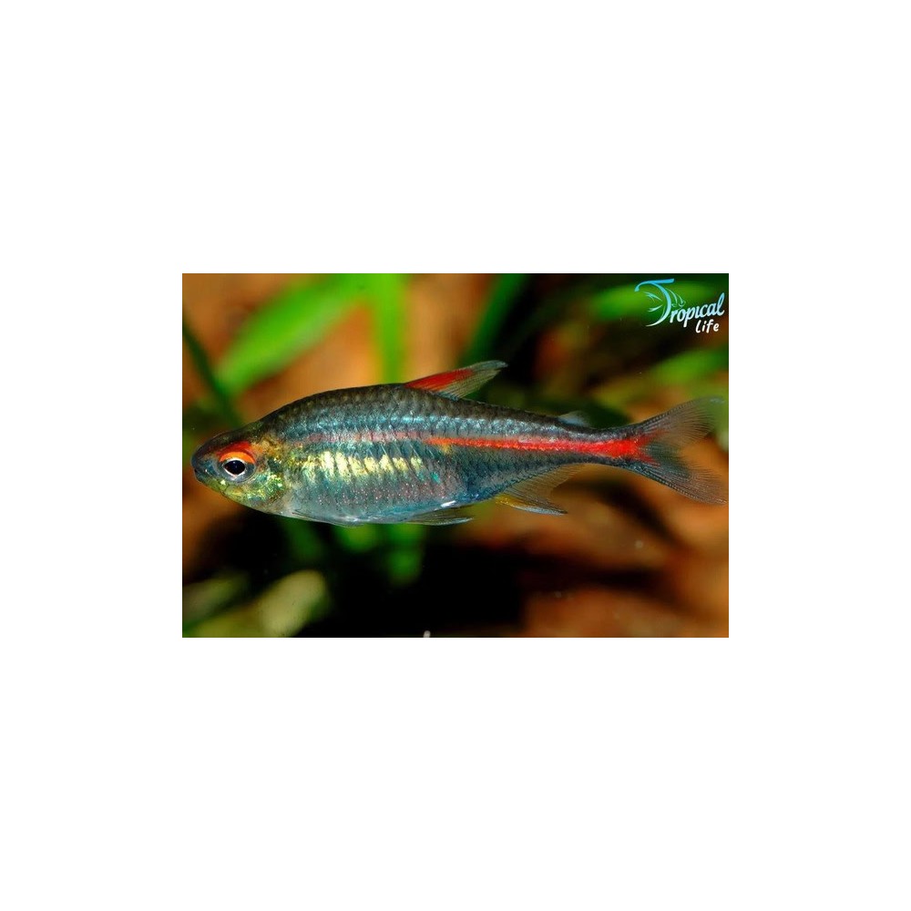 Esemplare di Hemigrammus erythrozonus in vendita su Tropical Life