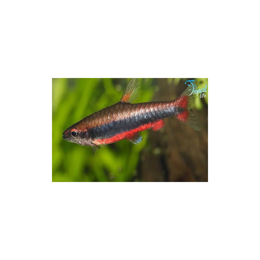Nannostomus beckfordi Red - Pesce Matita Rosso Online | Tropical Life