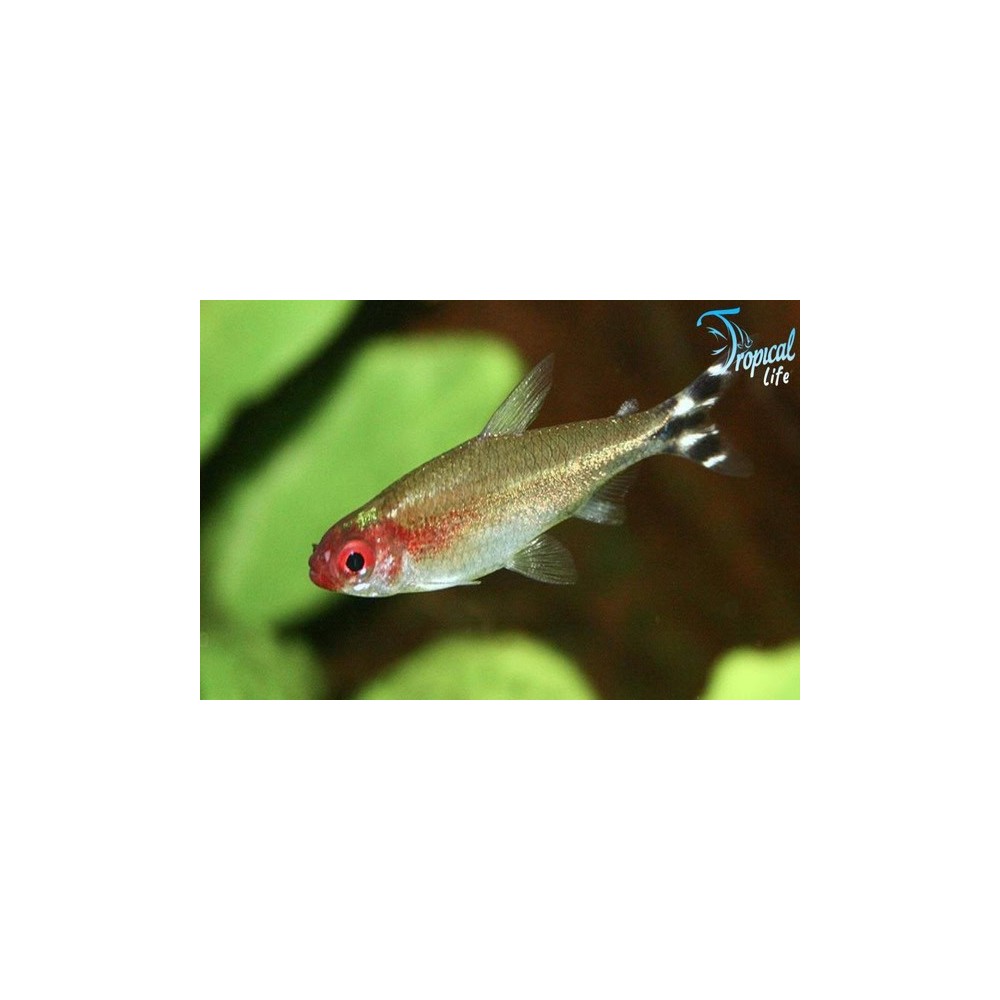 Esemplare di Petitella georgiae in vendita su Tropical Life