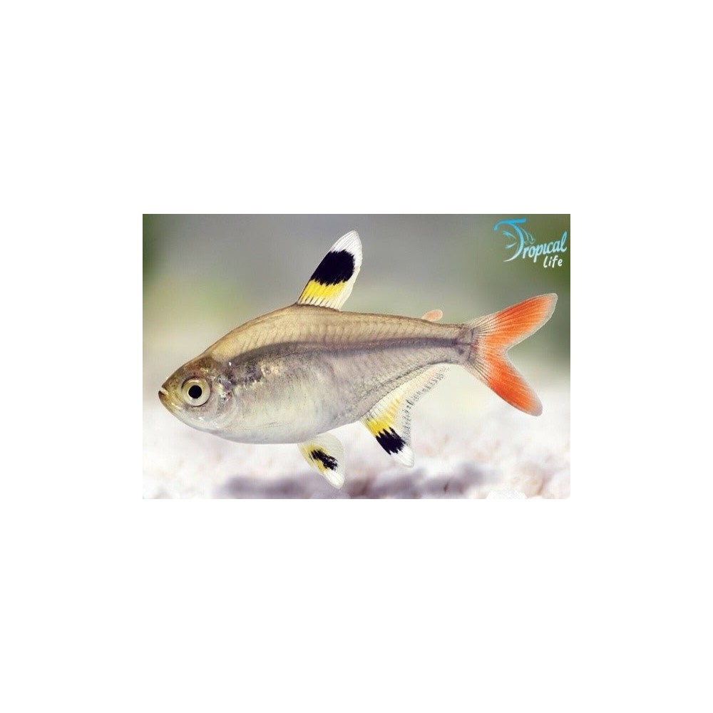 Esemplare di Pristella maxillaris in vendita su Tropical Life
