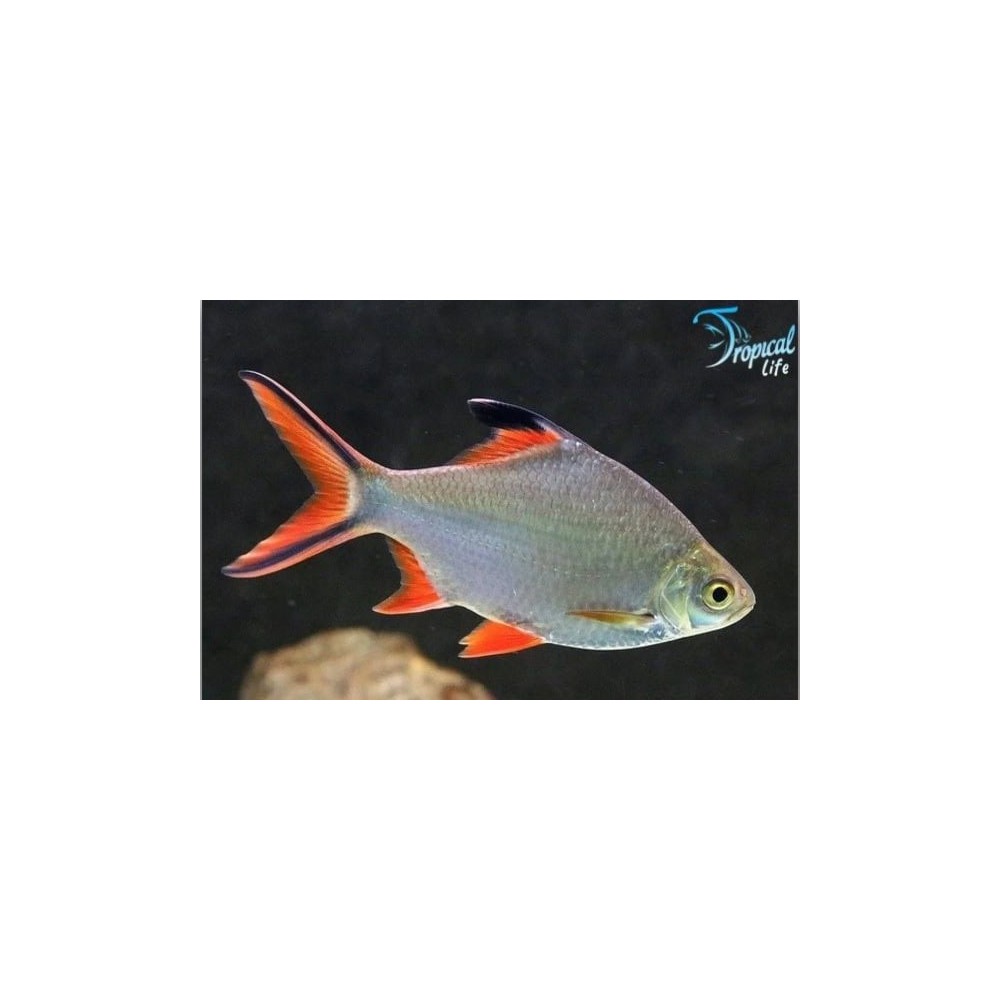 Esemplare di Barbonymus schwanenfeldii in vendita su Tropical Life