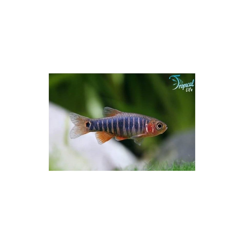 Celestichthys erythromicron - Microrasbora Online | Tropical Life