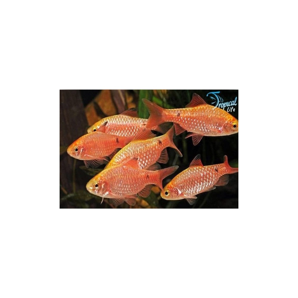 Esemplari di Pethia conchonius in vendita su Tropical Life