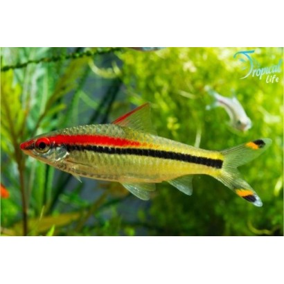 Puntius denisonii