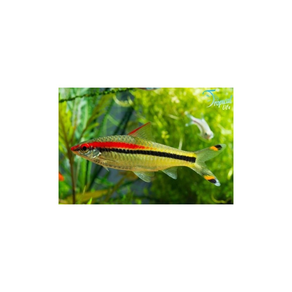 Esemplare di Sahyadria denisonii in vendita su Tropical Life