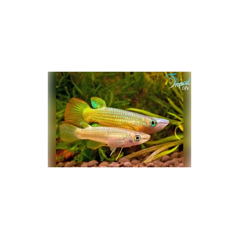 Esemplari di Aplocheilus lineatus in vendita su Tropical Life