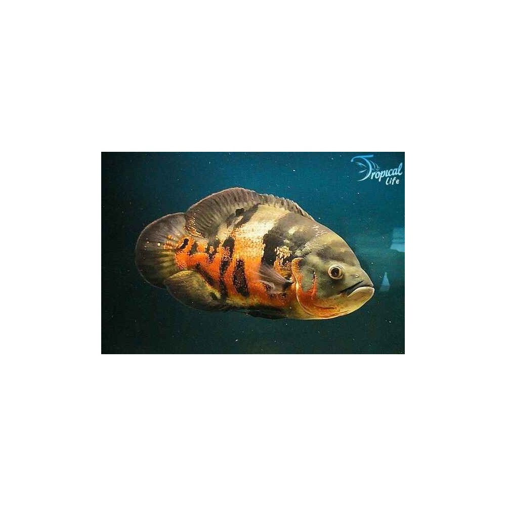 Esemplare di Astronotus ocellatus in vendita su Tropical Life