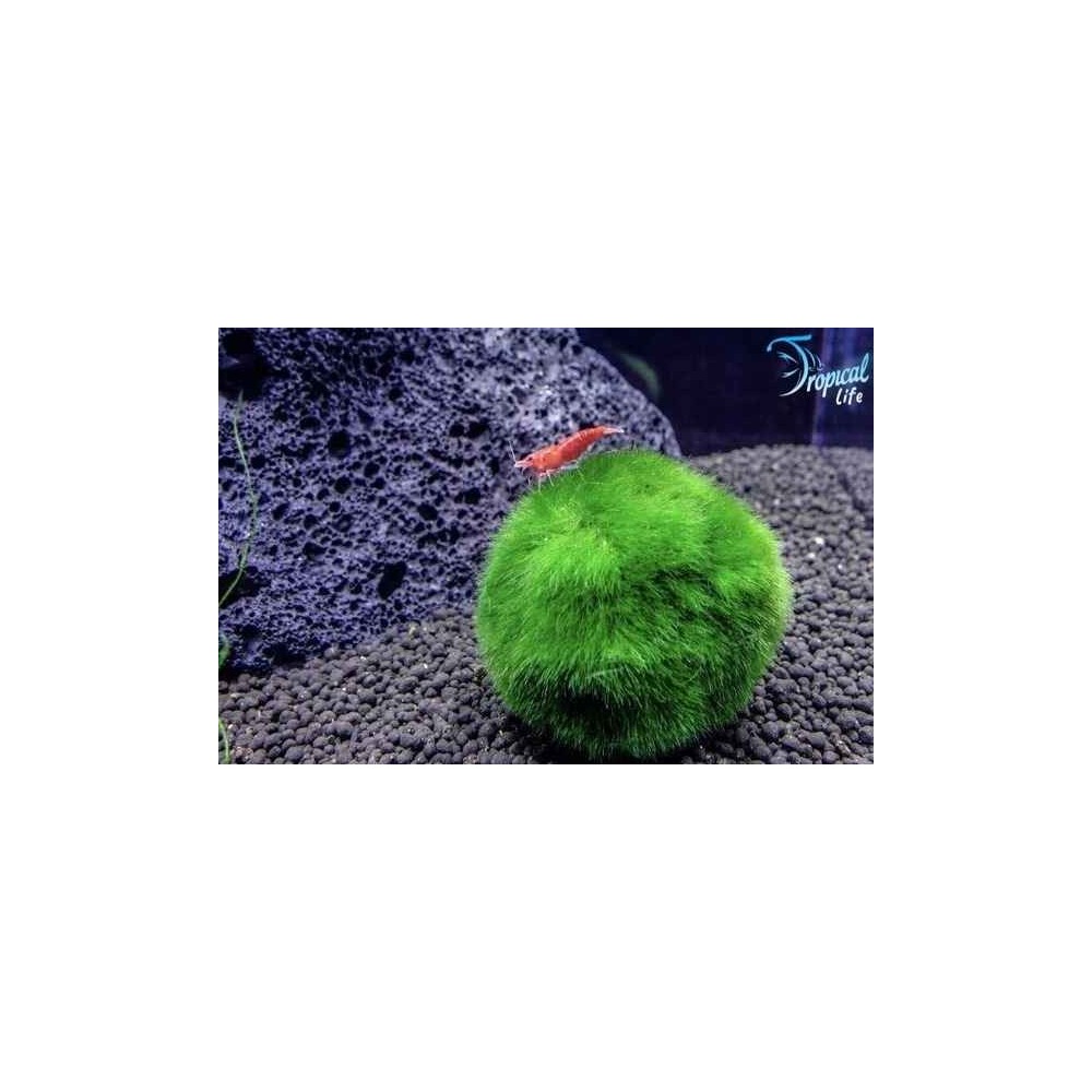 cladophora-aegagropila-alga-palla-marimo