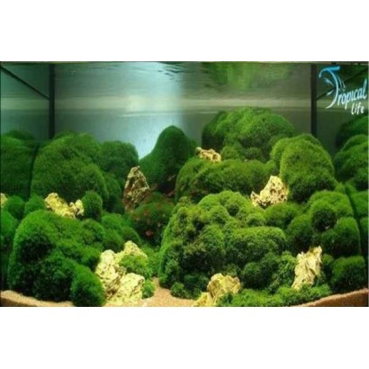cladophora-aegagropila-alga-palla-marimo