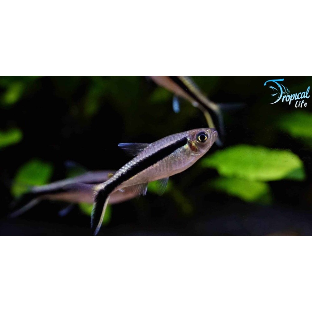 Thayeria boehlkei - Pesce Pinguino Online | Tropical Life