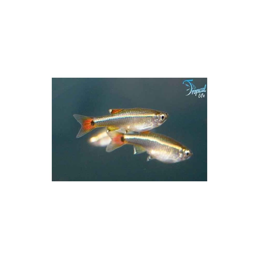 Tanichthys albonubes - Pesce di Montagna della Nuvola Bianca Online | Tropical Life