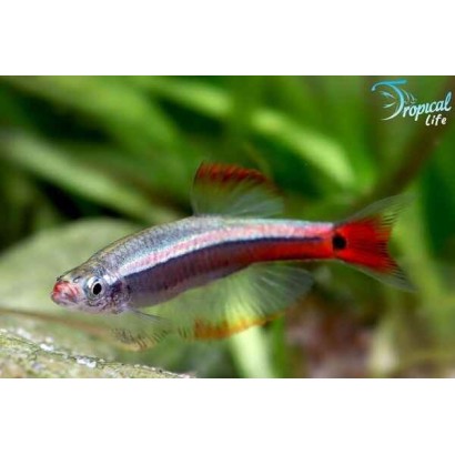 Esemplare di Tanichthys albonubes Longfin con pinne a velo in vendita su Tropical Life