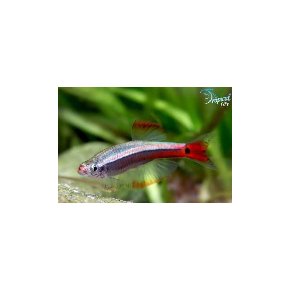 Esemplare di Tanichthys albonubes Longfin con pinne a velo in vendita su Tropical Life