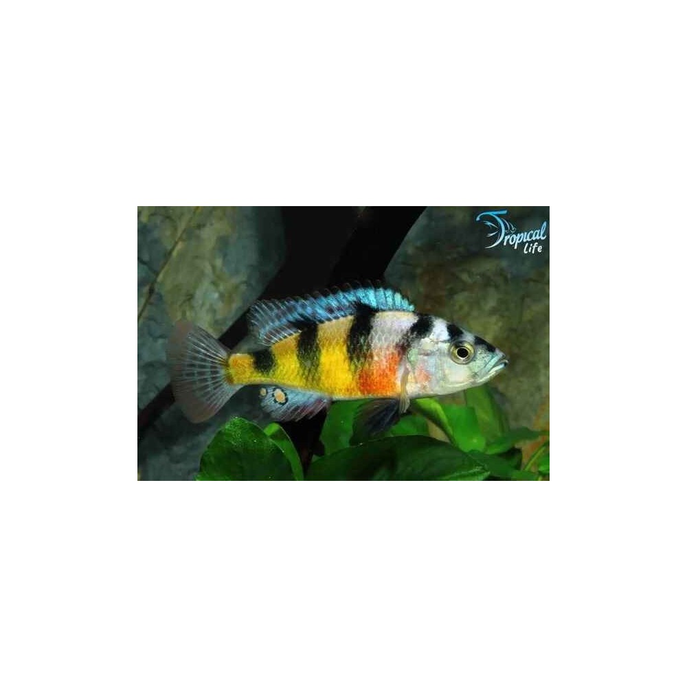 Astatotilapia latifasciata - Zebra Obliquidens Online | Tropical Lif