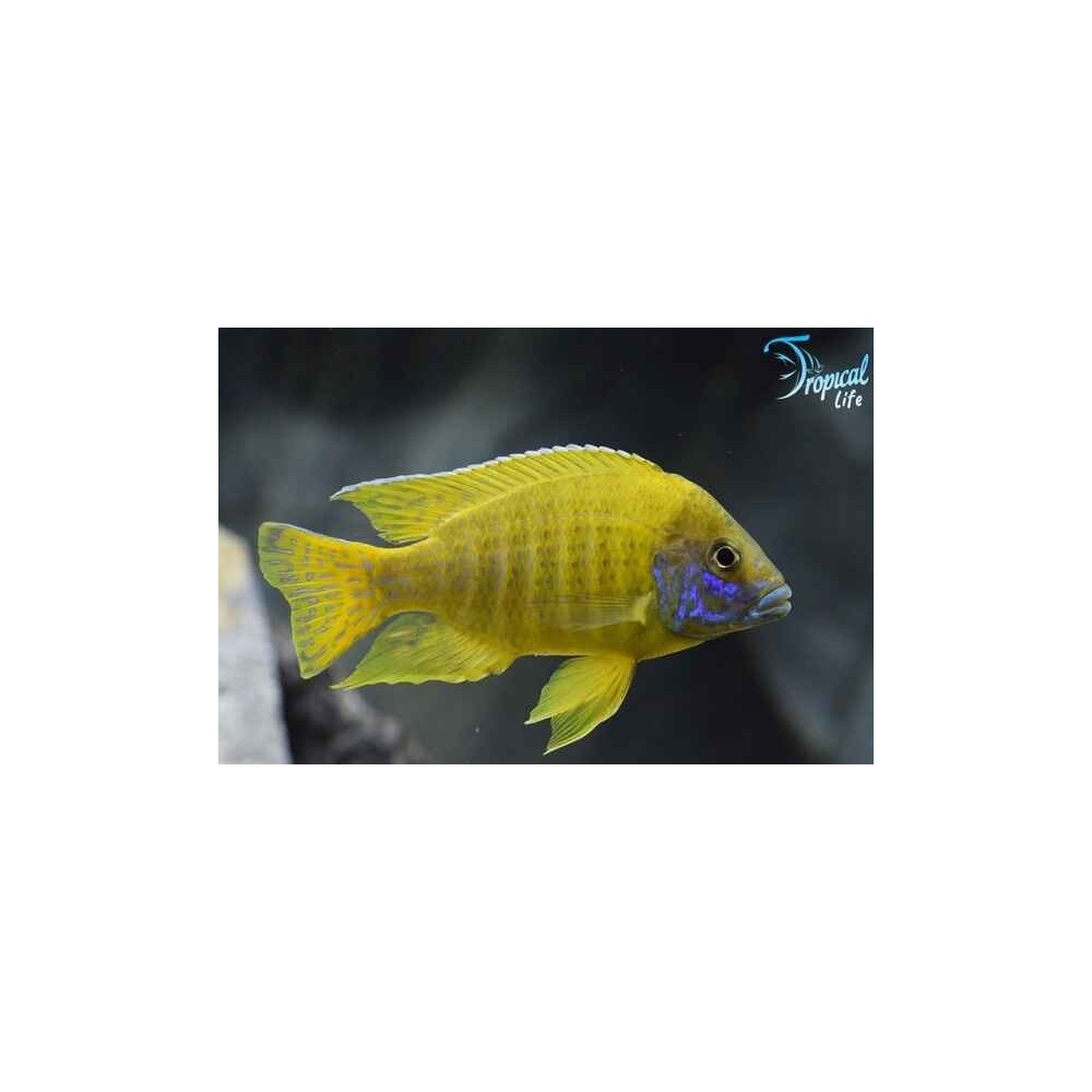 Esemplare di Aulonocara baenschi maschio giallo oro con muso blu in vendita su Tropical Life