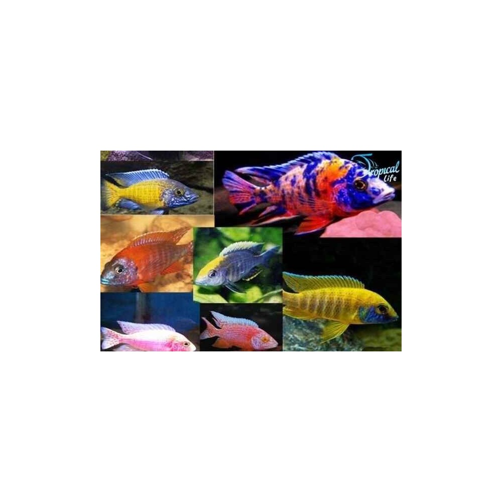 Esemplari di Aulonocara nyassae mix di vari colori in vendita su Tropical Life