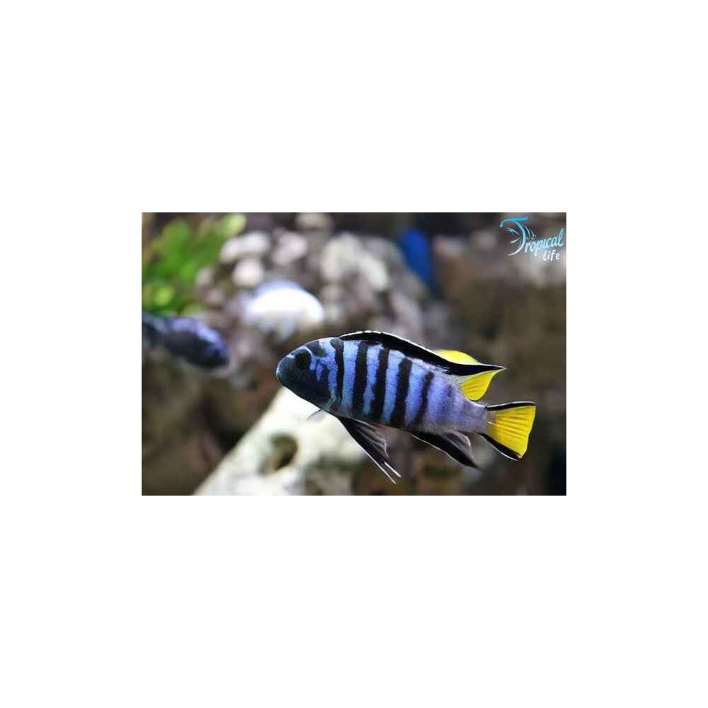 Esemplare di Pseudotropheus sp. elongatus blu a barre scure su Tropical Life