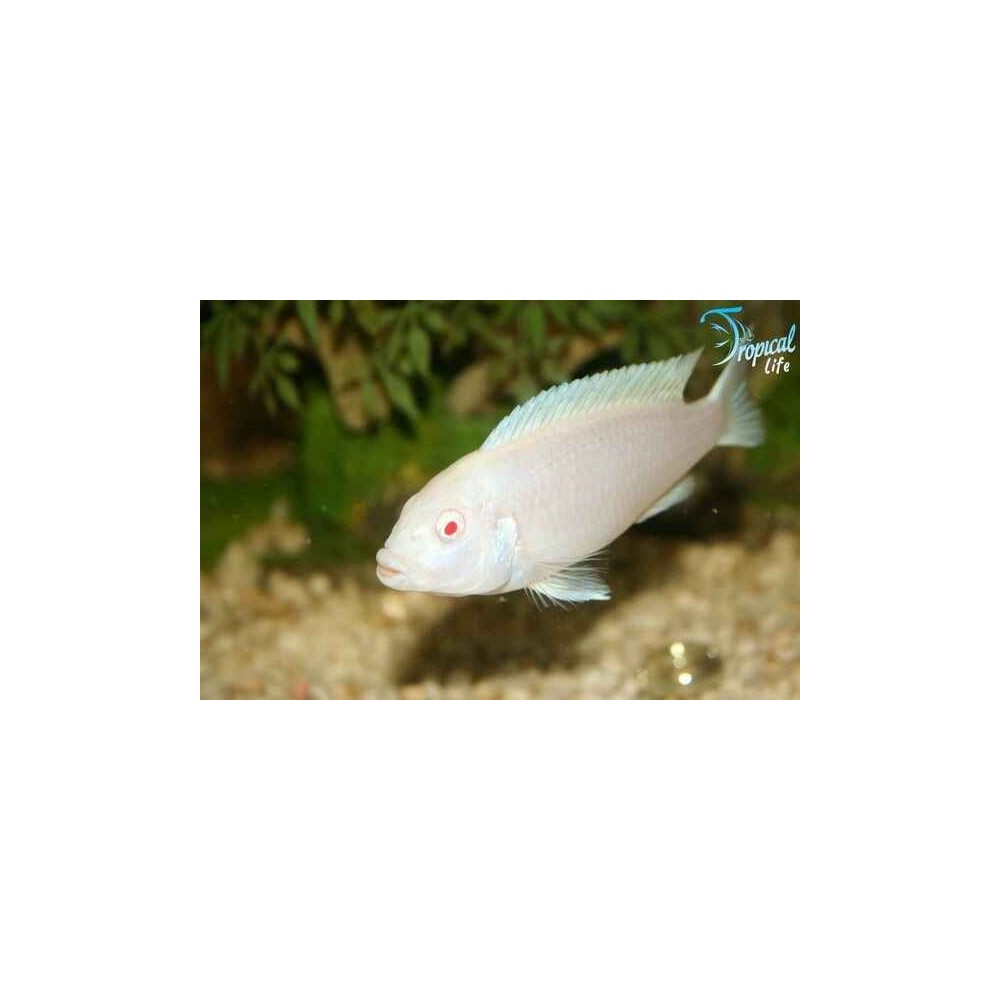 Esemplare di Pseudotropheus socolofi White bianco candido su Tropical Life