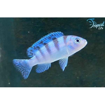 Esemplare di Maylandia lombardoi femmina blu a strisce nere in vendita su Tropical Life