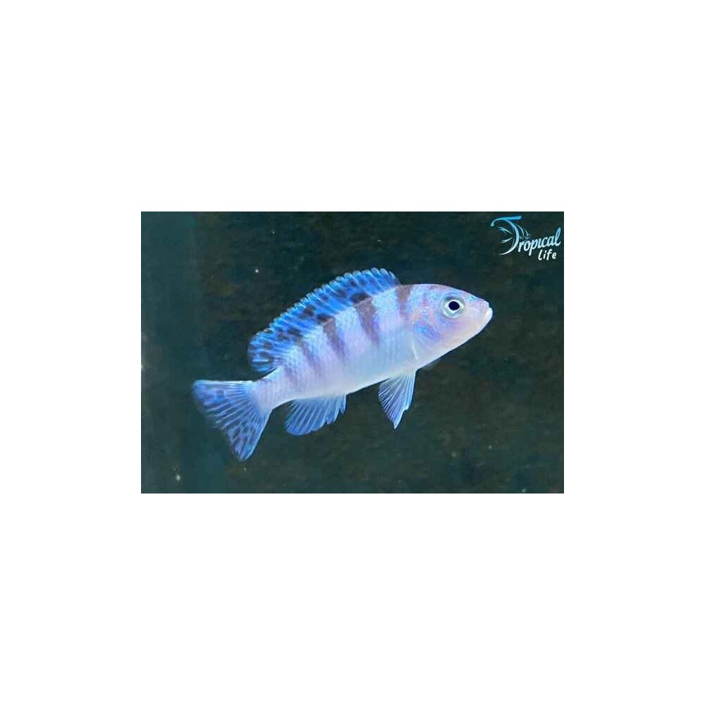Esemplare di Maylandia lombardoi femmina blu a strisce nere in vendita su Tropical Life